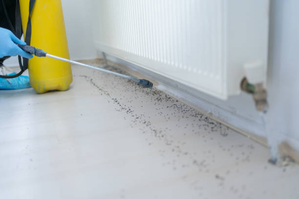 Best Bed Bug Extermination  in Hooks, TX