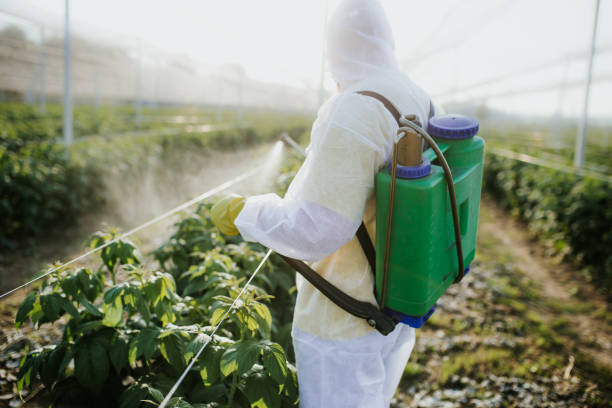 Best Rat Extermination Near Me  in Hooks, TX